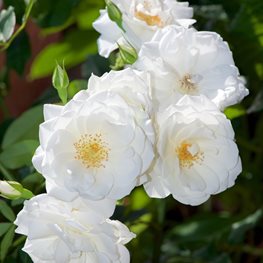 Iceberg Rose, White Flower, Climbing Rose
Shutterstock.com
New York, NY
