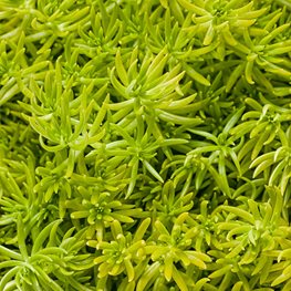 Image of Yarrow and Lemon Coral Sedum