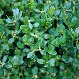Neatball boxwood
