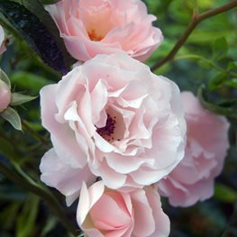 New Dawn, Rose, Pink Flower
Shutterstock.com
New York, NY