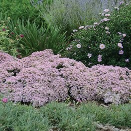 Rock N Grow Pure Joy
Proven Winners
Sycamore, IL