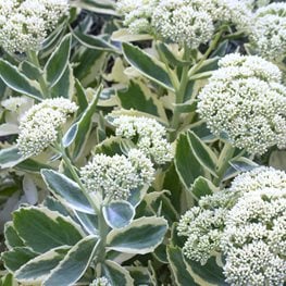 Sedum Erythrostictum, Frosty Morn, Border Sedum
Alamy Stock Photo
Brooklyn, NY