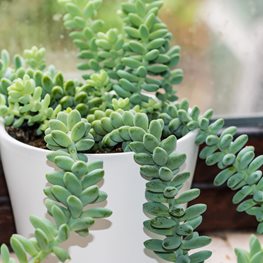 Sedum Morganianum, Donkey Tail, Burro Tail, Lamb Tail
Alamy Stock Photo
Brooklyn, NY