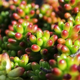 Sedum Rubrotinctum, Aurora, Pink Stonecrop
Shutterstock.com
New York, NY