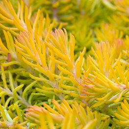 Sedum Rupestre, Angelina, Groundcover
Alamy Stock Photo
Brooklyn, NY