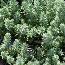 Sedum Rupestre, Sedum Reflexum, Blue Spruce, Stonecrop
Millette Photomedia
