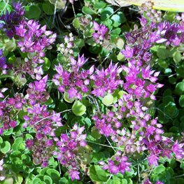 Sedum Spurium, John Creech, Purple Flower
Shutterstock.com
New York, NY