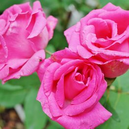 Zephirine, Pink Rose, Climbing
Shutterstock.com
New York, NY
