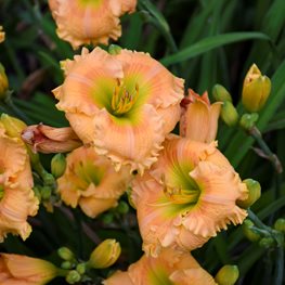 Orange Smoothie Daylily, Orange Daylily, Hemerocallis Hybrid
Proven Winners
Sycamore, IL