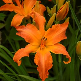 Primal Scream Daylily, Orange Daylily, Orange Flower, Hemorocallis
Proven Winners
Sycamore, IL