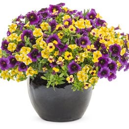 PURPLE YELLOW FLOWER CONTAINER