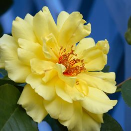 Yellow Flower, Climbing Rose
Shutterstock.com
New York, NY