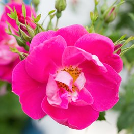 William Baffin, Climbing Rose, Pink Flower
Shutterstock.com
New York, NY