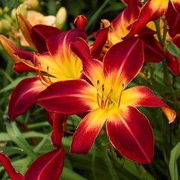 Ruby Spider Daylily, Red Daylily, Hemerocallis Hybrid
Proven Winners
Sycamore, IL