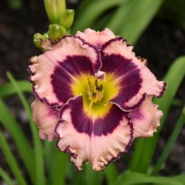 Sound Of My Heart Daylily, Hemerocallis Hybrid, Daylily Flower
Proven Winners
Sycamore, IL