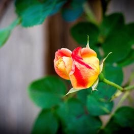 Joseph’s Coat, Climbing Rose, Yellow And Orange Flower
Shutterstock.com
New York, NY