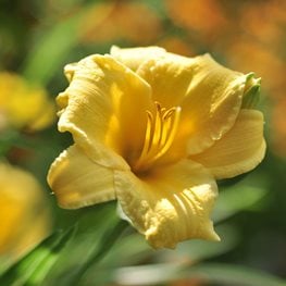 Hemerocallis, Stella De Oro, Stella D Oro, Yellow Flower
Pixabay
