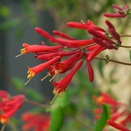 Coral Honeysuckle, Major Wheeler
"Dream Team's" Portland Garden
Millette Photomedia