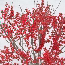 Berry Poppins® Winterberry