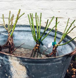 Plant Bare-Root Roses
Garden Design
Calimesa, CA