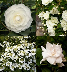 Lighten up with White