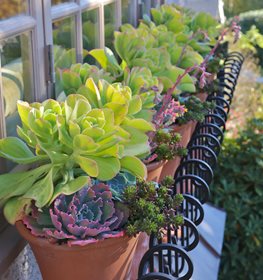 Terracotta Pots, Echeveria
Pot Incorporated
Vancouver, BC