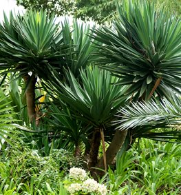 Giant Yucca, Yucca Elephantipes
Shutterstock.com
New York, NY