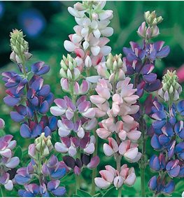 Pixie Delight, Lupinus Hartwegii Nanus
Seed Needs