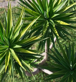 Yucca Aliofolia, Spanish Bayonet, Aloe Yucca
Shutterstock.com
New York, NY
