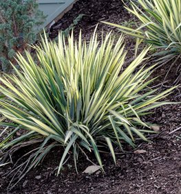 Yucca Filamentosa, Golden Sword Yucca
Alamy Stock Photo
Brooklyn, NY