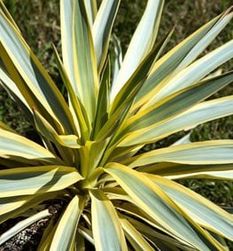 How To Grow And Care For Yucca Plants Garden Design