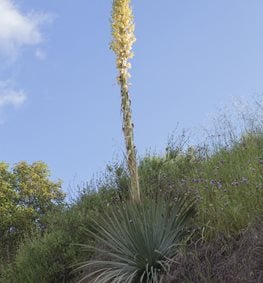 Yucca Whipplei, Chaparral Yucca, Our Lord’s Candle Yucca
Alamy Stock Photo
Brooklyn, NY