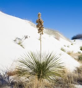 How to Grow and Care for Yucca Plants | Garden Design