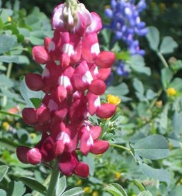Maroon Bluebonnet, Alamo Fire Lupine
Seedville