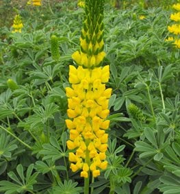 Golden Lupine, Lupinus Densiflorus Aureus
Wikimedia Commons