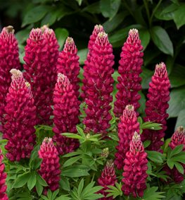Mini Gallery Red Lupine, Lupinus Polyphyllus
Proven Winners
Sycamore, IL