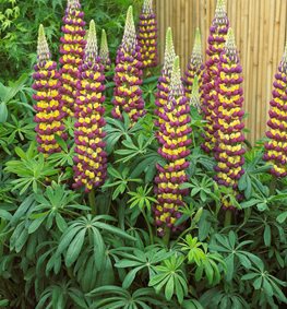 Manhattan Lights Lupine, Lupinus Polyphyllus
Proven Winners
Sycamore, IL