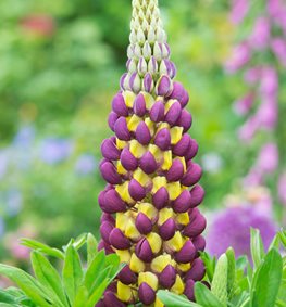 Growing Lupine Flowers Planting Caring For Lupinus Garden Design