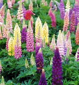Popsicle Series, Lupines
Walters Gardens
