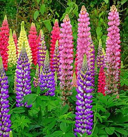 Tutti Frutti, Lupines
Hirt's Gardens