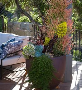 Succulents, Container Garden
Garden Design
Calimesa, CA