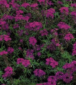 ‘Imagination’ verbena