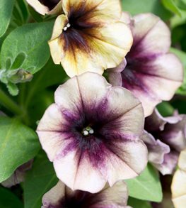 Cascadias Petunia, Autumn Mystery
Age Fotostock