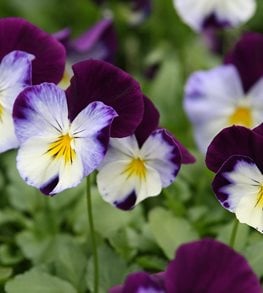 Cool Wave Violet Wing pansy