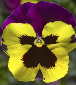 Delta Yellow with Purple Wing pansy