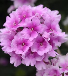 EnduraScape™ Pink Bicolor verbena