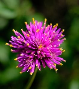 'FIREWORKS' GLOBE AMARANTH