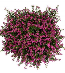 FloriGlory® Diana cuphea