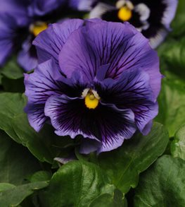 Frizzle Sizzle Blue pansy