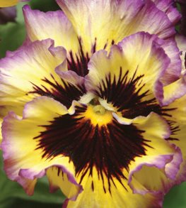 Frizzle Sizzle Lemonberry pansy